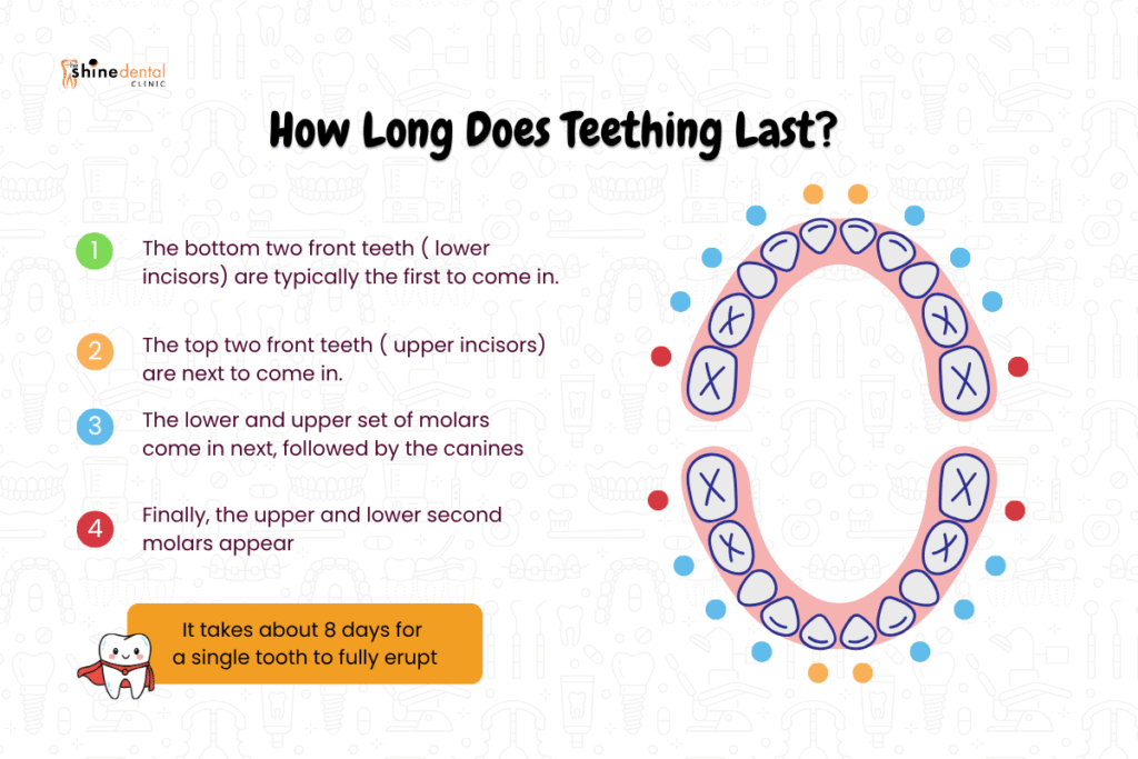 baby teeth teething timeline infographic showing order baby teeth erupt from lower incisors to second molars with upper and lower teeth diagram