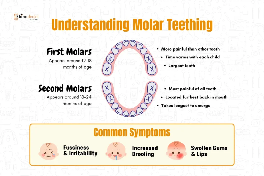 Molar teething age explained the process and the impact caused by it 
