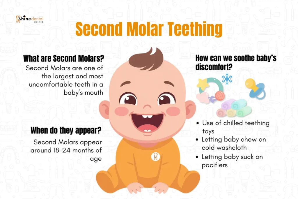 infographics of second molar the most uncomfortable teeth , the appearing time and how can we sooth baby's discomfort