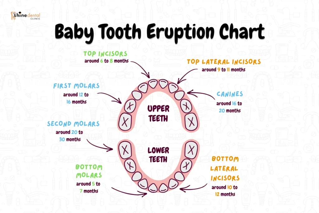 baby tooth eruption chart showing upper and lower baby teeth with age ranges for incisors canines and molars from 5 to 30 months