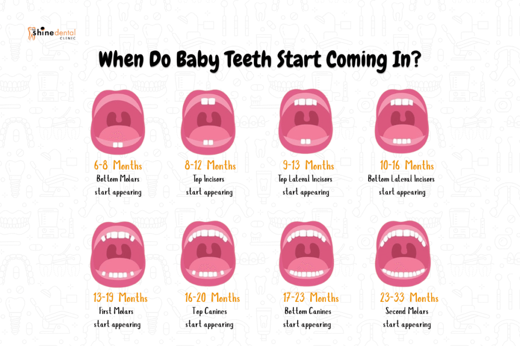 Infographic showing when baby teeth start coming in, with illustrated mouth diagrams for each stage: bottom molars (6–8 months), top incisors (8–12 months), top lateral incisors (9–13 months), bottom lateral incisors (10–16 months), first molars (13–19 months), top canines (16–20 months), bottom canines (17–23 months), and second molars (23–33 months).